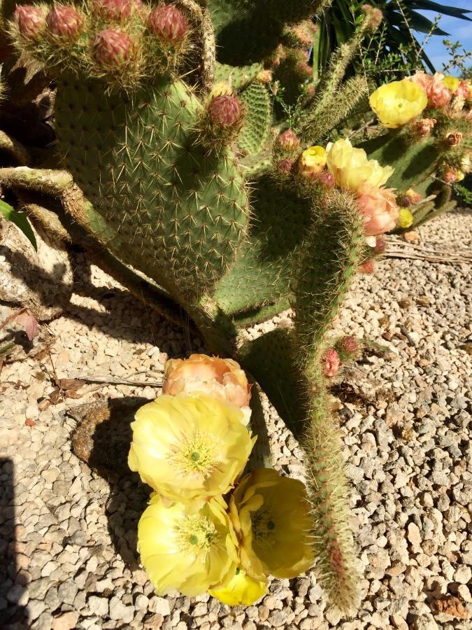 Finca Casa Mas سنتاني المظهر الخارجي الصورة